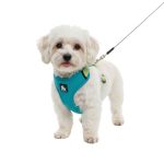 Harnais canicross petit chien sport et running