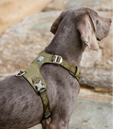 Harnais Anti Traction Chien Double Attache Réglable