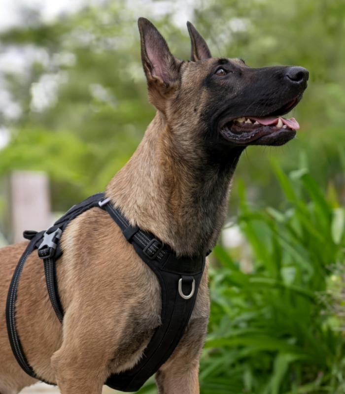 Harnais anti traction chien sangles rembourrées