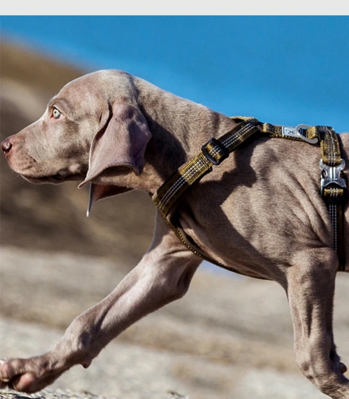 Harnais Chien Randonnée Robuste Outdoor avec Poignée de Contrôle