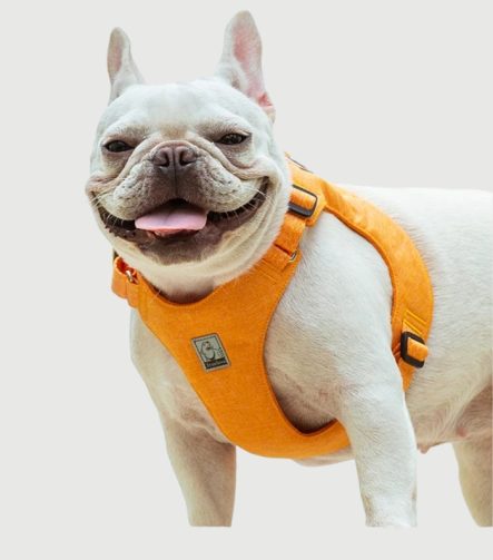 Harnais petit chien confortable sangles douces