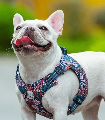 Harnais Petit Chien Souple et Léger Réglable
