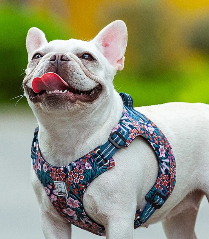 Harnais Petit Chien Souple et Léger Réglable