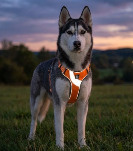 Harnais Step-In Réfléchissant pour Chien Facile à Enfiler