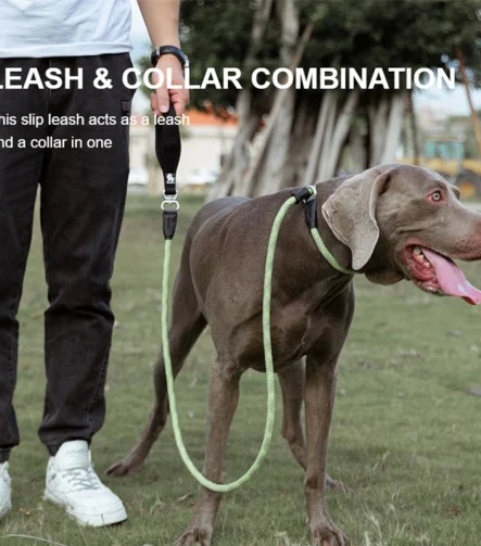 Laisse et collier chien assortis entraînement durable