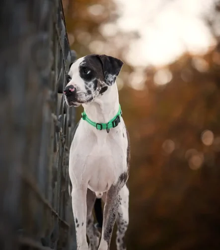 Collier chien grand gabarit solide et résistant