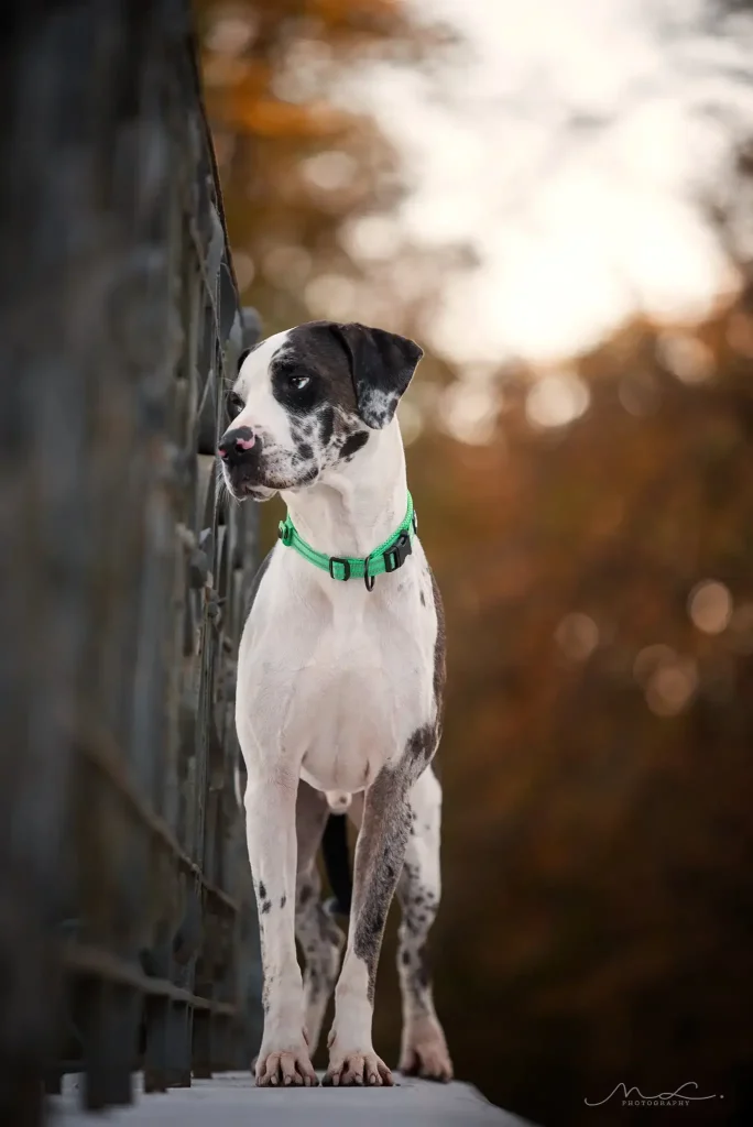 Collier chien grand gabarit solide et résistant