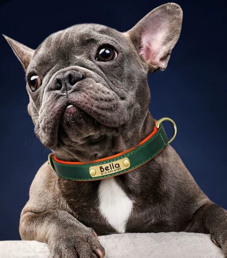 collier-chien-personnalise-cuir-equiper