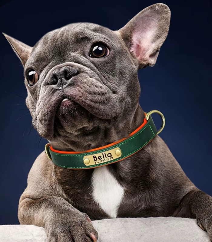 collier-chien-personnalise-cuir-equiper