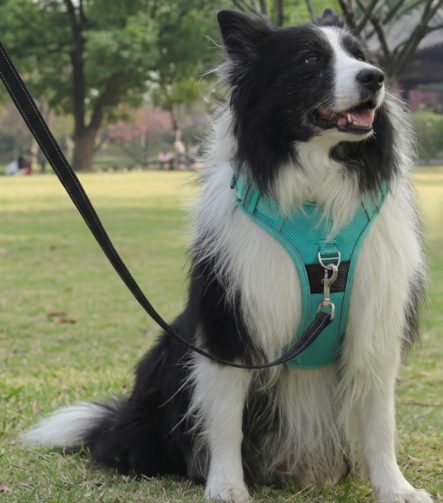 harnais-anti-traction-gros-chien-equiper