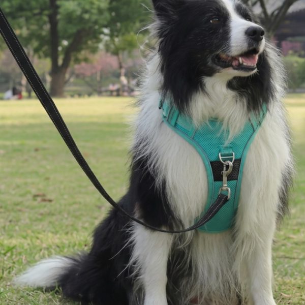 harnais-anti-traction-gros-chien-equiper