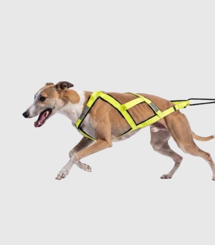 harnais-chien-sport-canicross-xback-jaune-equiper