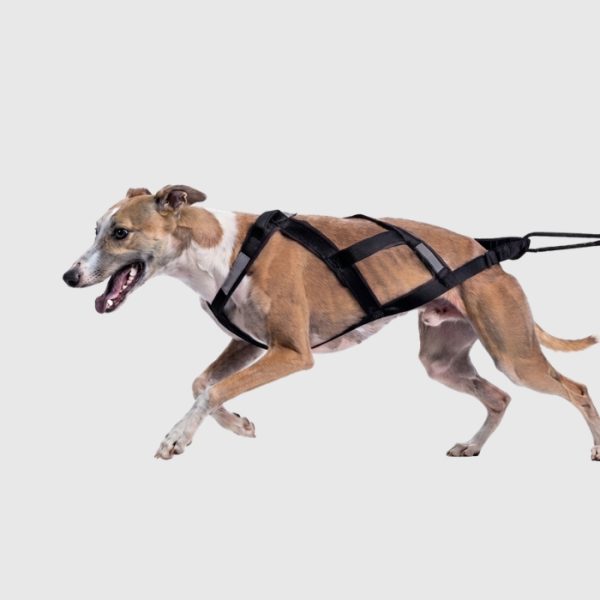 harnais chien sport canicross xback