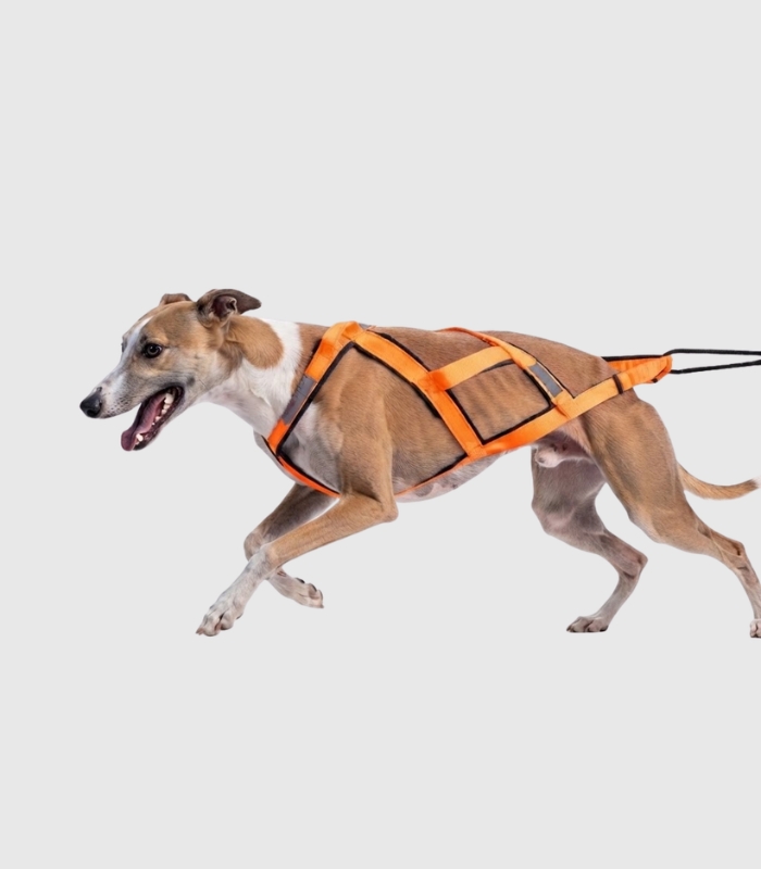 harnais-chien-sport-canicross-xback-orange-equiper