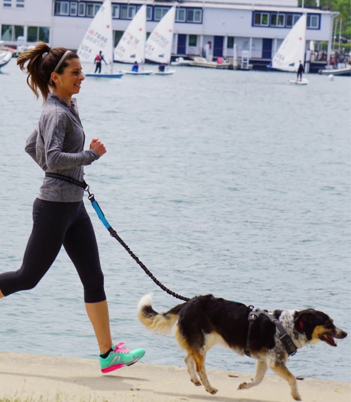 Laisse Mains Libres Chien Course Randonnée - Maitrise Chien