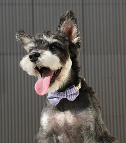 collier-personnalise-petit-chien-noeud-papillon-equiper