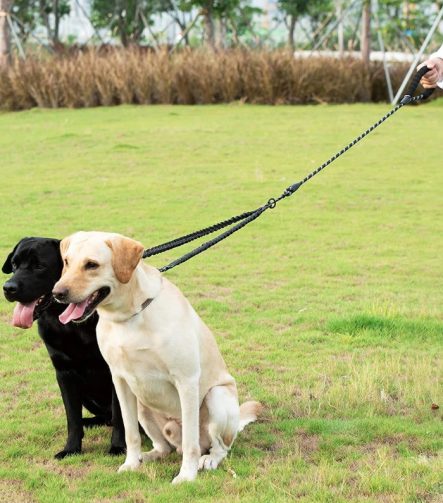 laisse-double-chien-elastique-amortisseur-equiper
